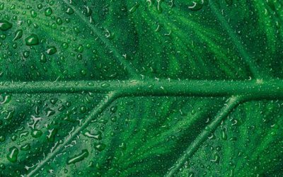 Anàlisi de risc ambiental en el marc de la llei de responsabilitat ambiental